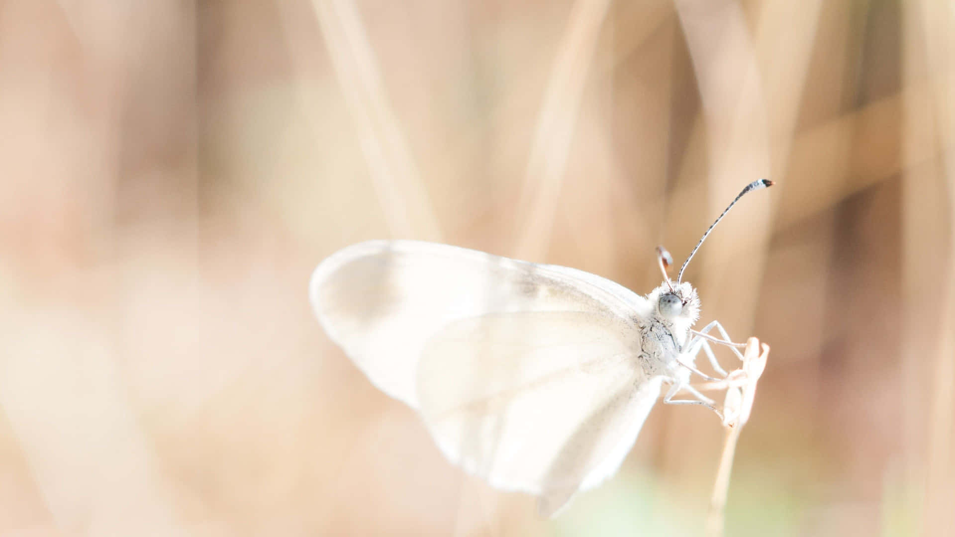 Papillon Blanc Fond d'écran