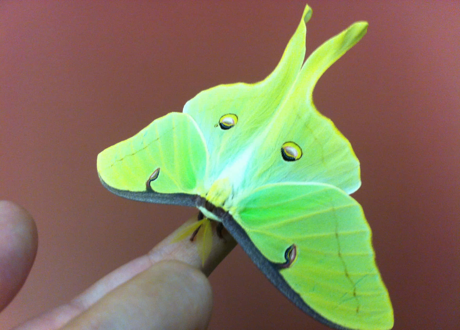 Papillon De Lune Fond d'écran