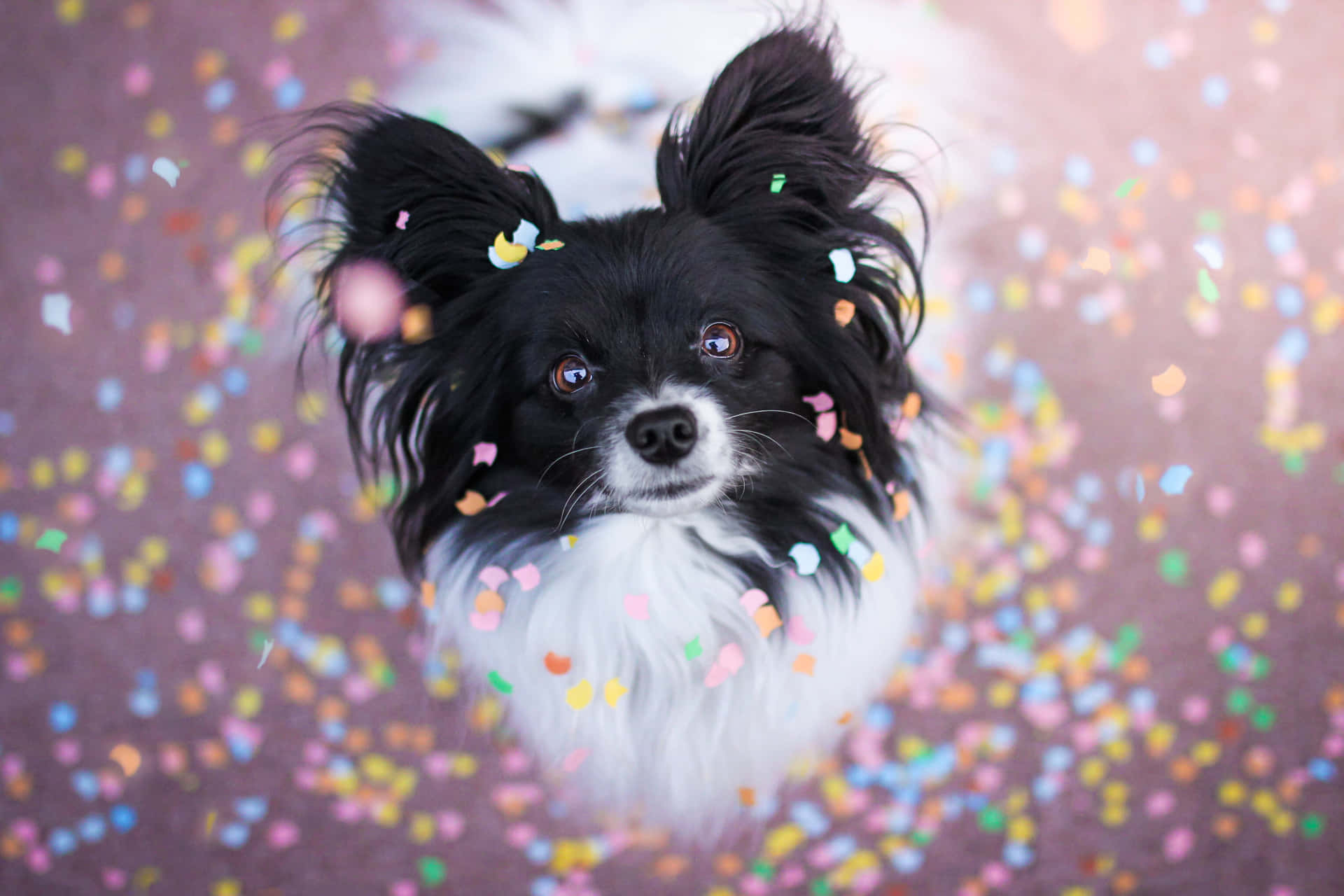 Papillon Dog Wallpaper