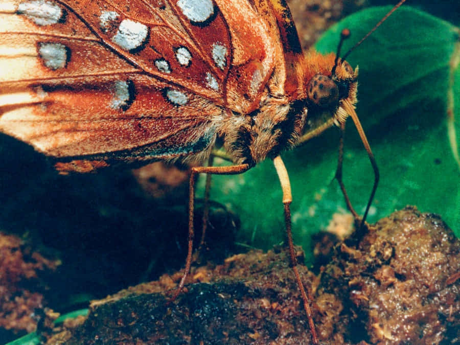 Papillon Fritillaire Fond d'écran