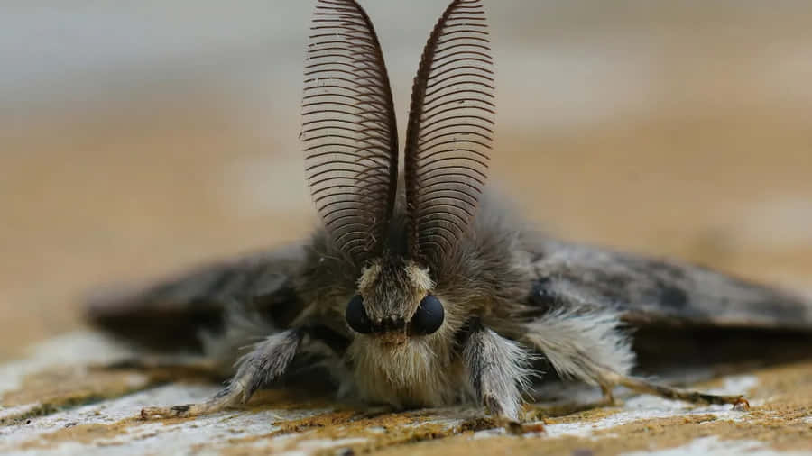 Papillon Gitan Fond d'écran