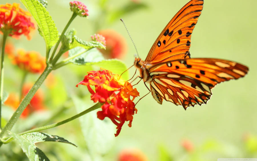 Papillon Orange Esthétique Fond d'écran