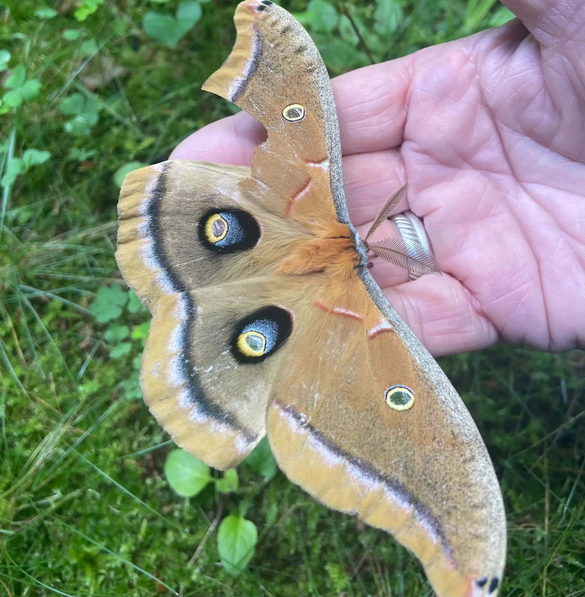 Papillon Polyphemus Fond d'écran