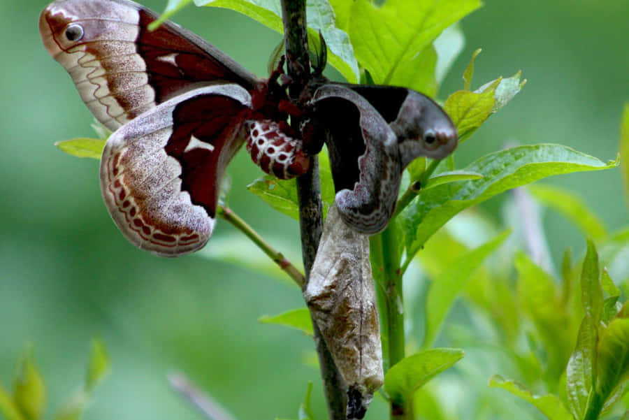 Papillon Promethea Fond d'écran