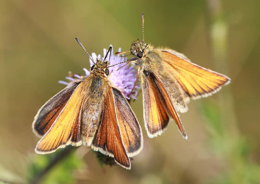 Papillon Skipper Fond d'écran