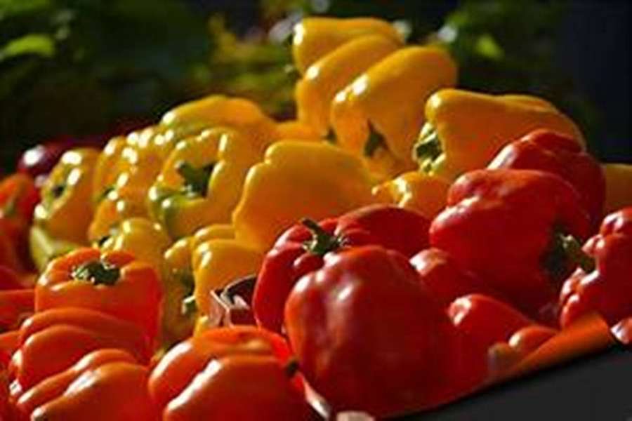 Hell gefärbte Paprikaschoten in einem sonnenbeschienenen Garten. — Paprika Wallpaper