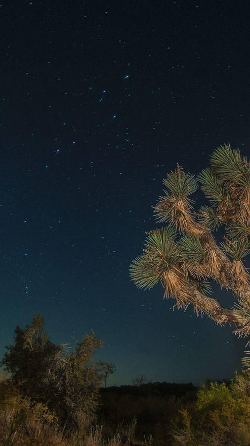 Parc National De Joshua Tree Fond d'écran