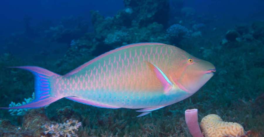 Bunter Papageifisch gleitet durch Korallenriff unter Wasser — Parrotfish Wallpaper