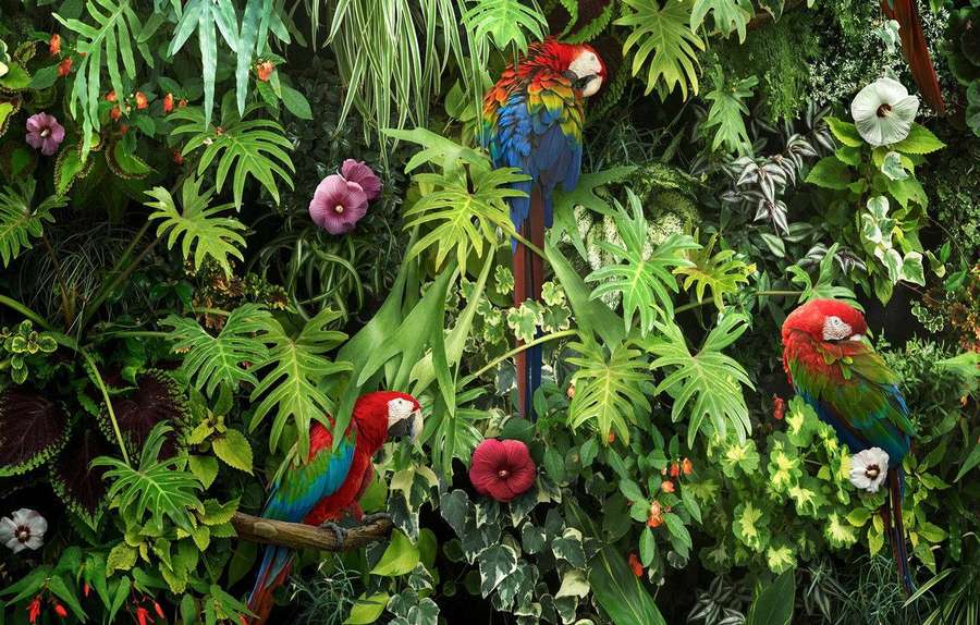 Colorful macaws nestled in dense tropical foliage with blooming flowers. — Parrots Background