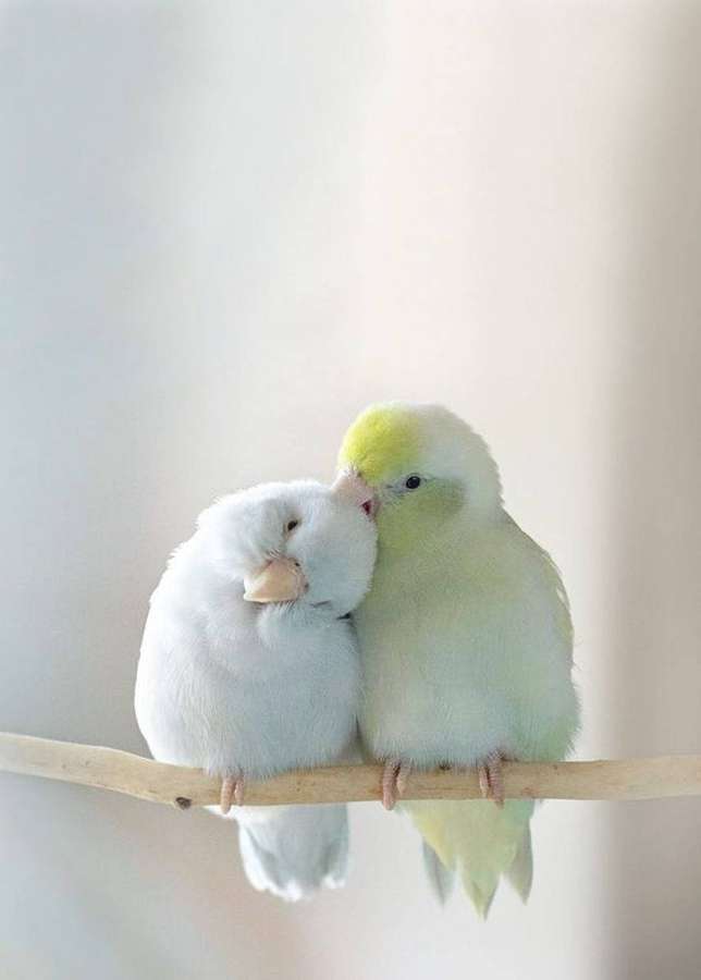 Dois periquitos se aconchegando em um galho em um ambiente de luz suave. — Pássaros do amor Papéis de Parede