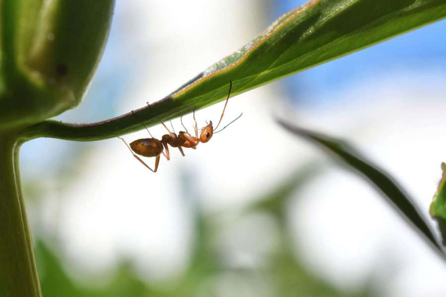 Uma pequena formiga laranja andando em uma folha verde sob luz do dia intensa. — Pavement Ant Papéis de Parede