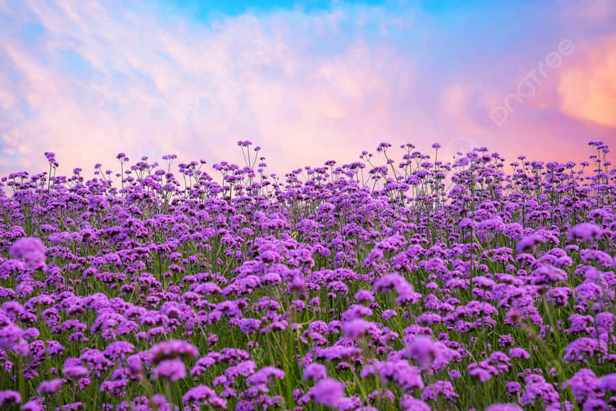 Paysage De Fleurs Fond d'écran