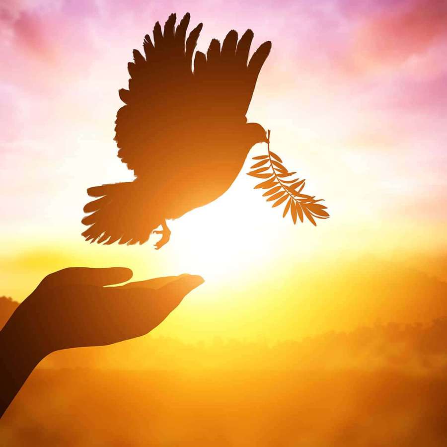 Uma mão liberta uma pomba carregando um ramo de oliveira ao pôr do sol. — Paz Papéis de Parede