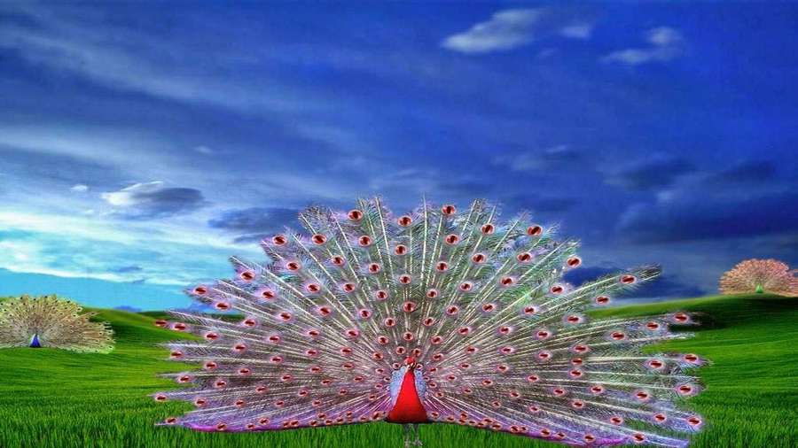 Pavão com cauda aberta na grama verde sob céu azul com nuvens — Peacock Papéis de Parede