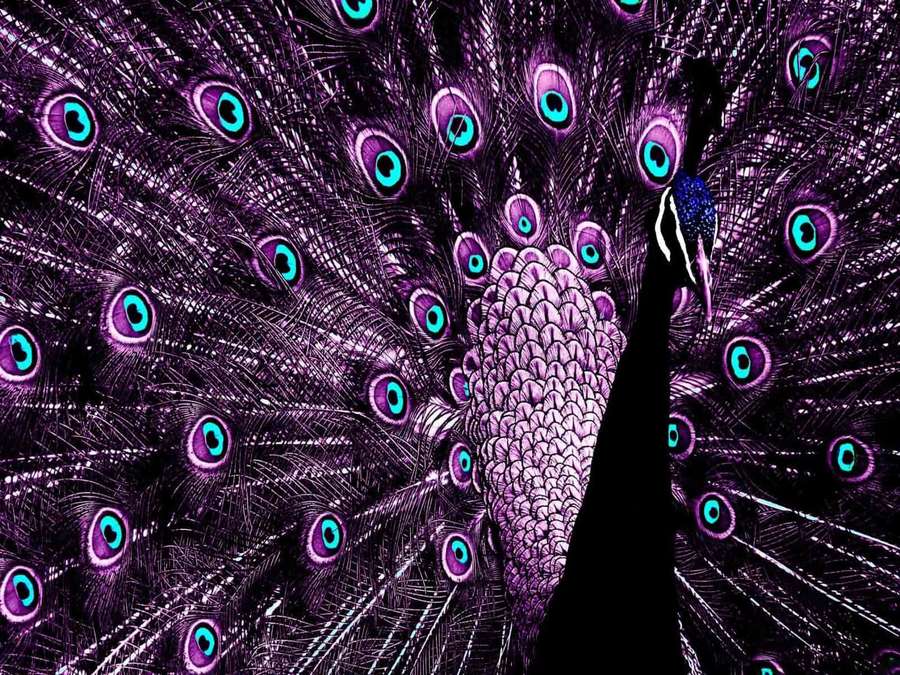 A peacock with purple and teal feathers in a digital art style. — Peacock Background
