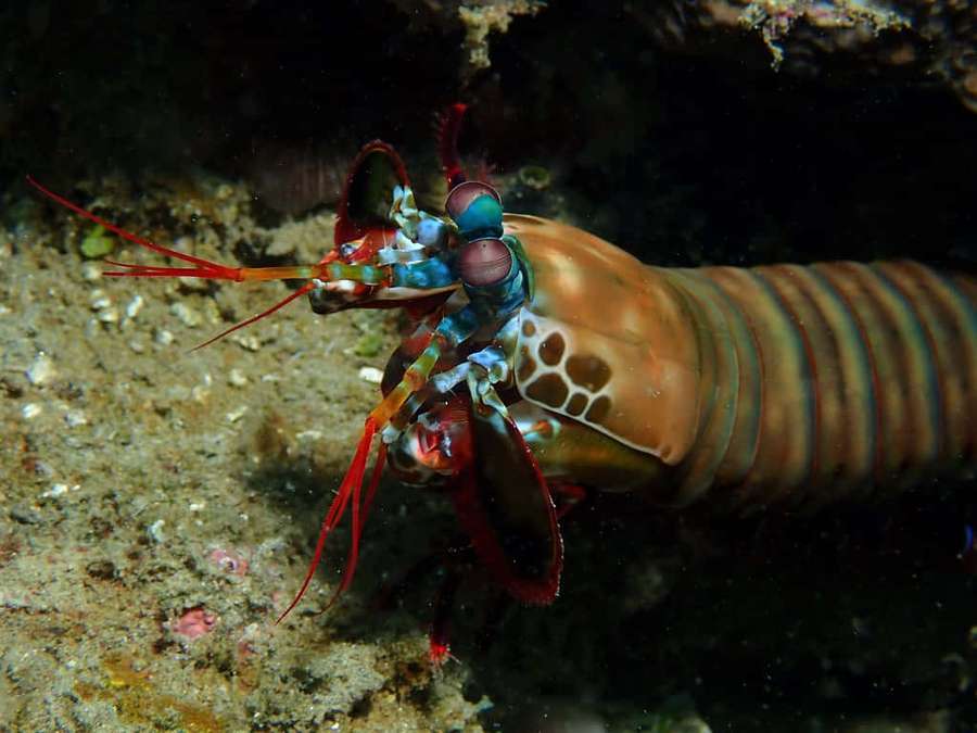 Colorful mantis shrimp on sandy ocean floor near coral reef — Peacock Mantis Shrimp Wallpaper
