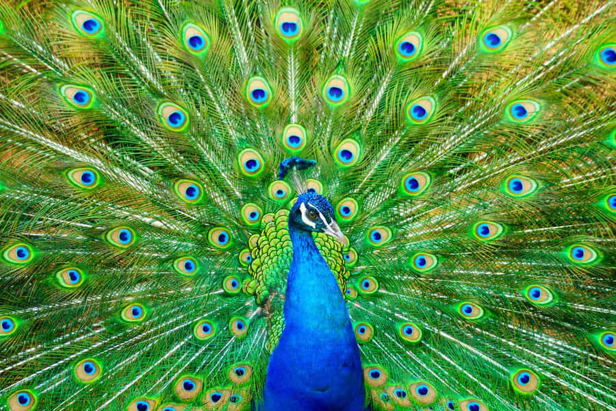 Peacock Pictures Wallpaper