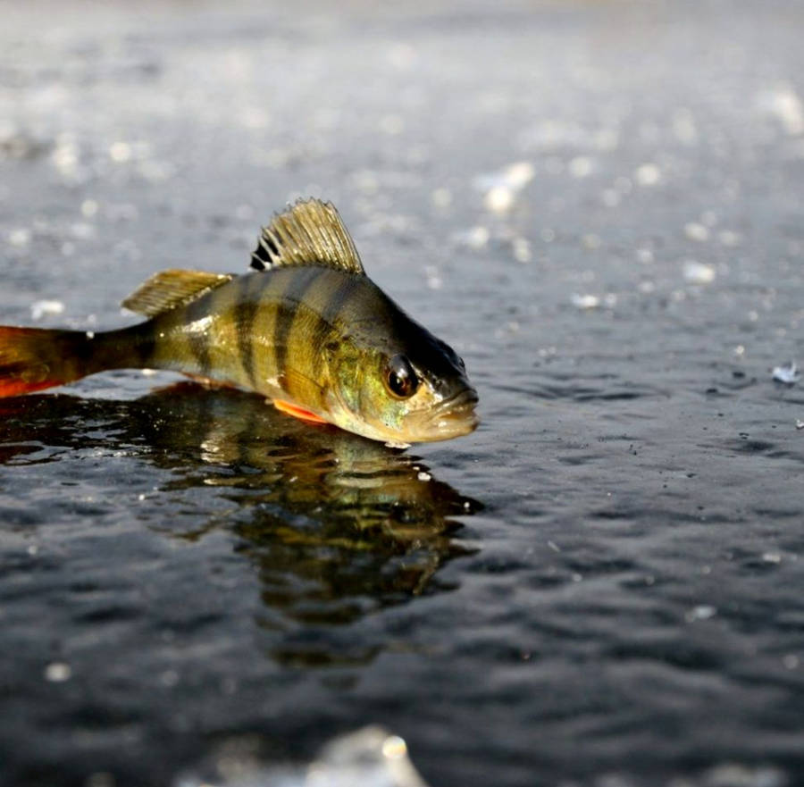 Pêche Au Bass Fond d'écran