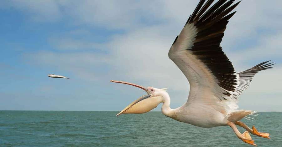 Pelican in mid-flight over ocean catching fish with its beak — Pelican Wallpaper
