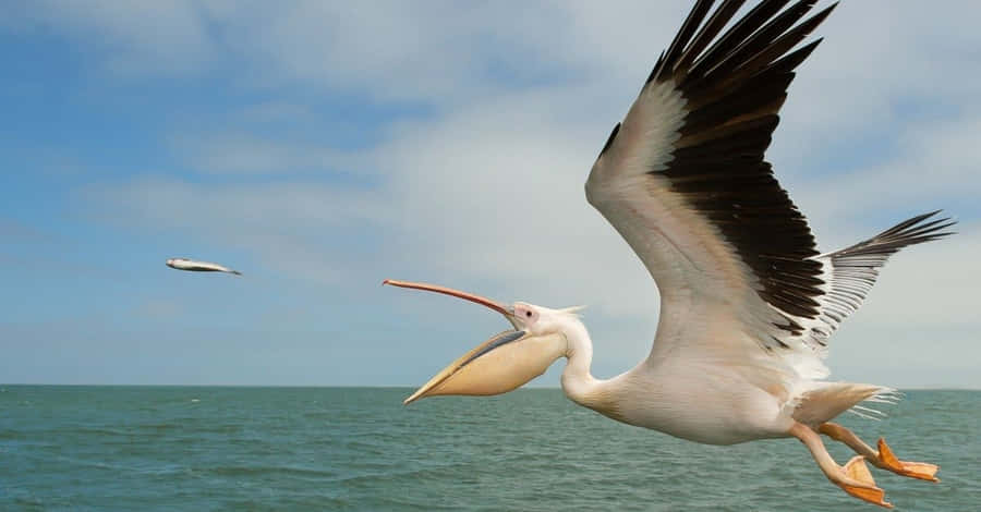 Pelican Wallpaper