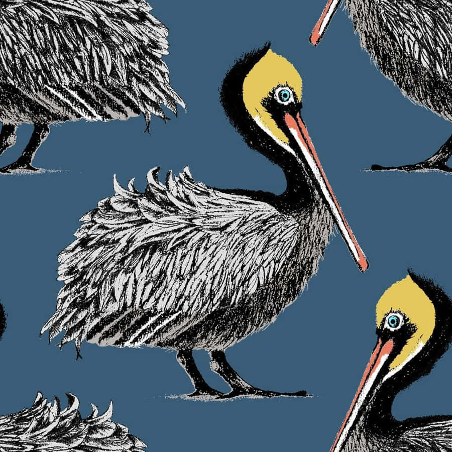 Pelicans Pictures Wallpaper