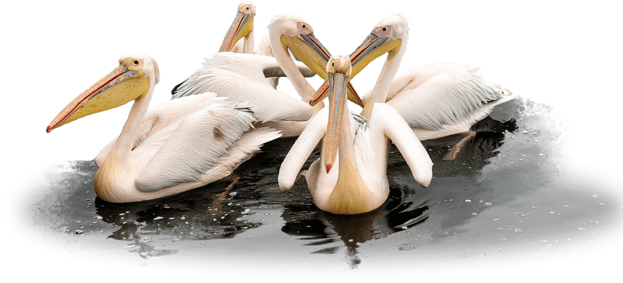 Pelicans Png