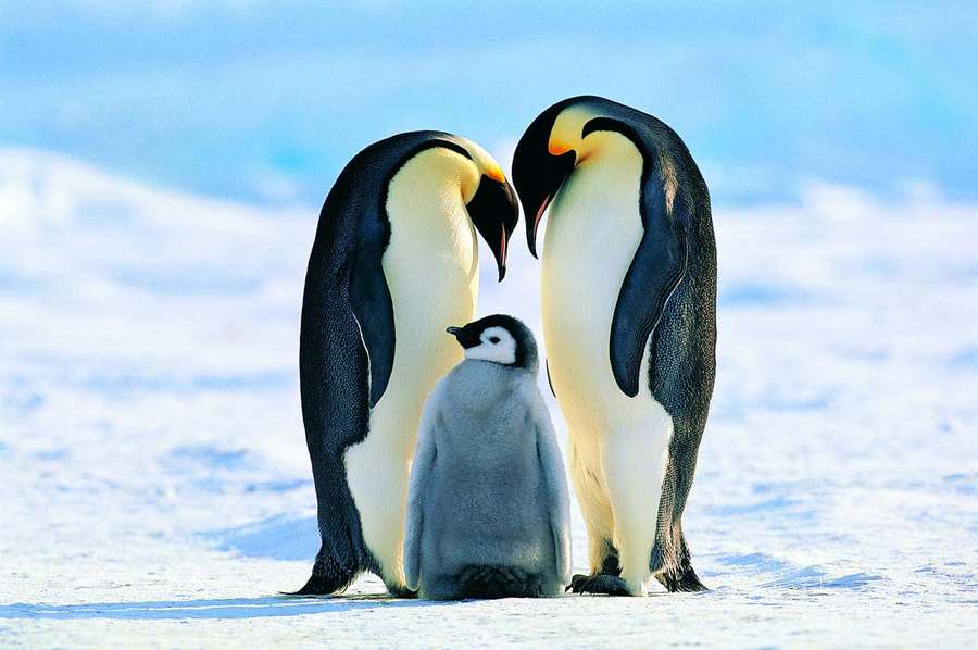 Two adult penguins and a chick standing together in snow. — Penguin Picture