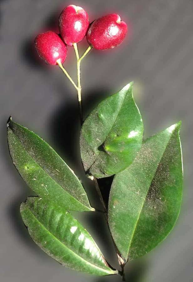 Grappolo di bacche rosse con foglie verdi su uno sfondo grigio scuro. — Pennello ciliegia Sfondi