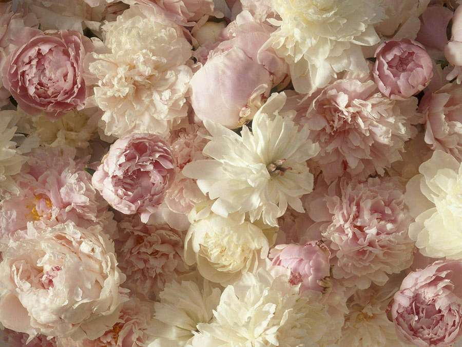 A dense arrangement of pink and cream peonies with soft layered petals. — Peony Aesthetic Wallpaper