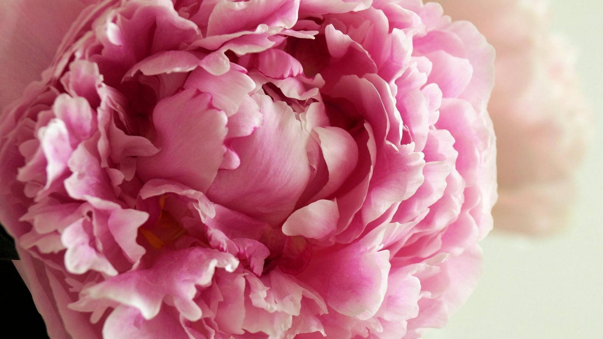 Peony Wallpaper