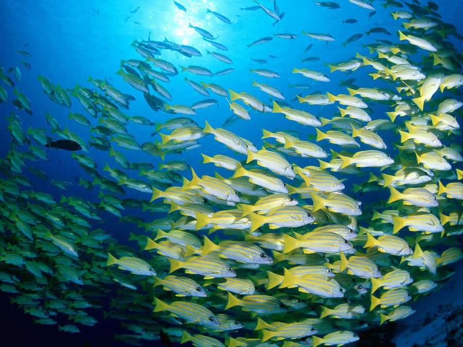 A large school of yellow fish swimming in clear blue ocean water. — Perch Wallpaper