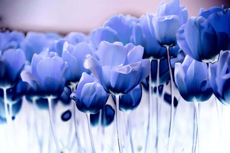 Blue tulips with translucent petals and slender stems in soft light. — Periwinkle Blue Wallpaper