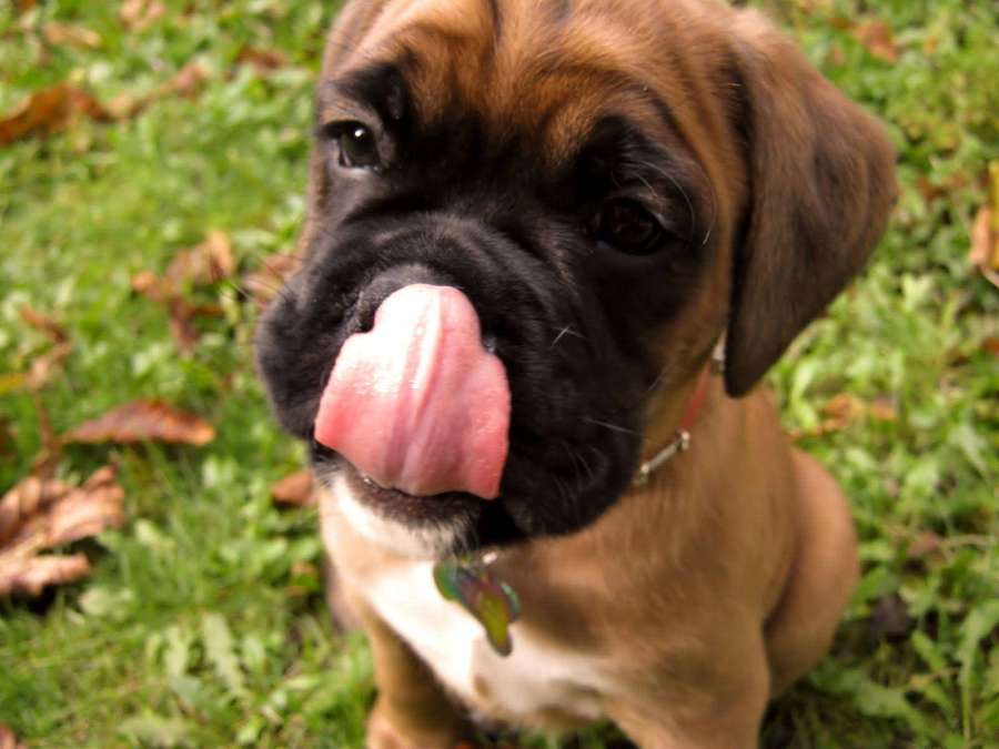 Un cachorro de Boxer marrón lamiéndose la nariz sobre hierba con hojas caídas. — Perro Boxer Fondos de pantalla