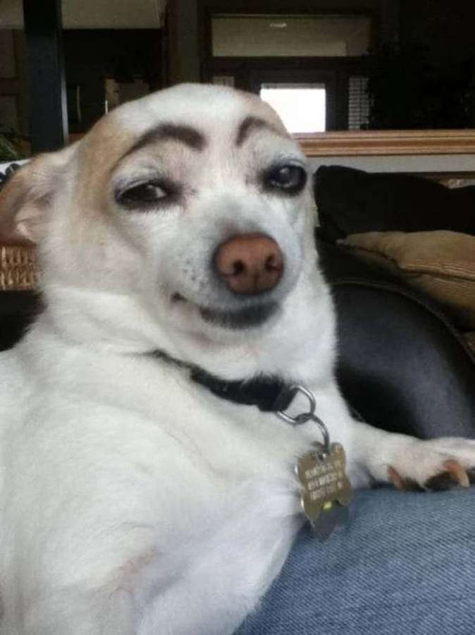 Un perro blanco con cejas dibujadas se sienta cómodamente en un sofá. — Perro divertido Fondos de pantalla
