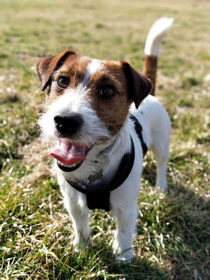 Un alegre jack russell terrier en un campo de hierba en un día soleado. — Perro Juguetón Fondos de pantalla