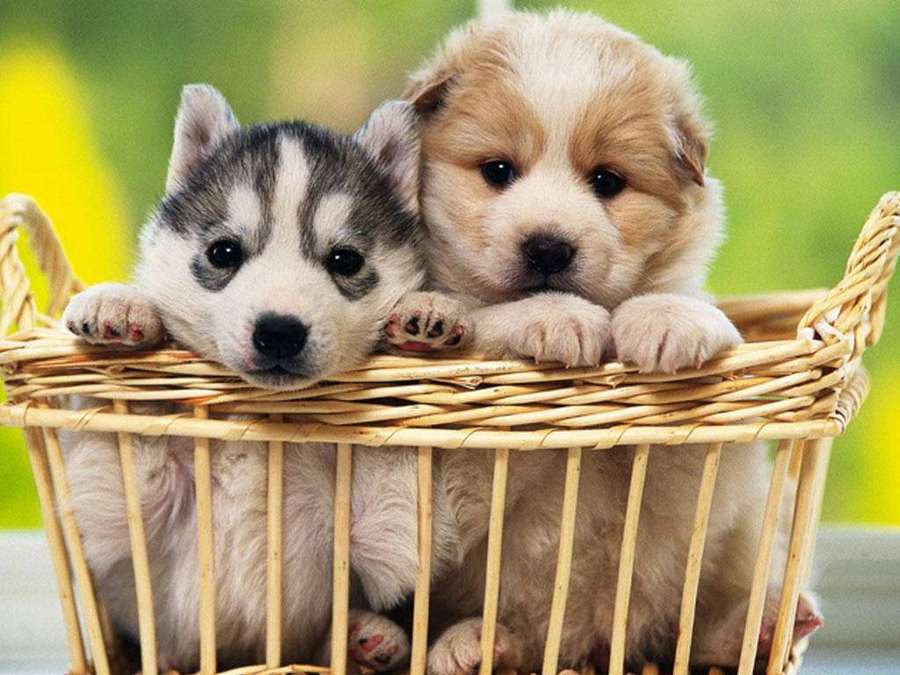 Dos cachorros esponjosos en una cesta tejida mirando al espectador — Perros Fondos de pantalla