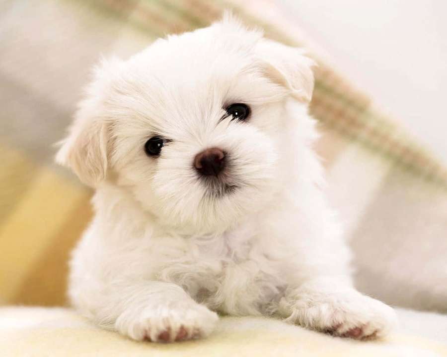 A fluffy white puppy with dark eyes sitting and looking at the camera. — Pet Background