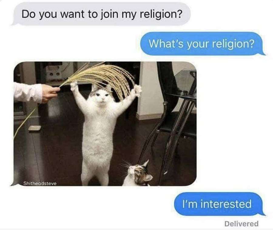 A white cat holds wheat stalks like a religious offering in a text chat meme. — Pet Memes Wallpaper