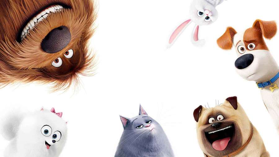 A group of animated pets including a dog a pug a cat a bunny and a fluffy white dog all looking up with expressive faces. — Pets Background