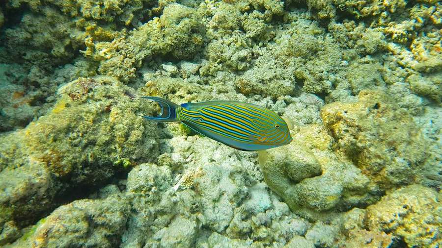 Un pez rayado colorido nadando cerca del arrecife de coral bajo el agua — Pez cirujano Fondos de pantalla