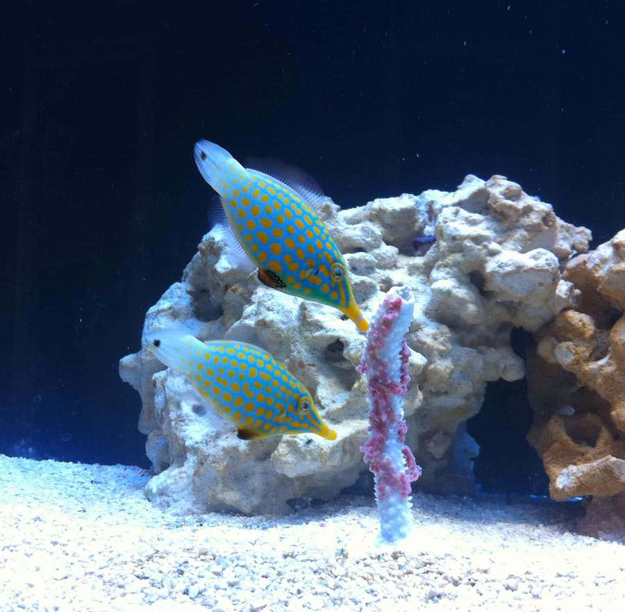 Dos peces manchados nadan cerca de coral y una pluma de mar rosa en un acuario. — Pez filete Fondos de pantalla
