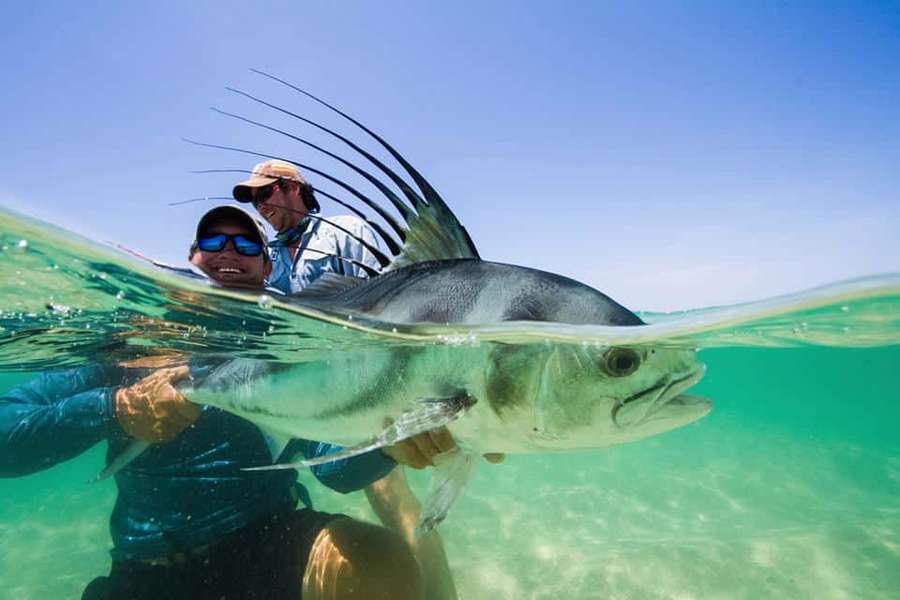 Dos personas sosteniendo un pez grande en la superficie del agua en agua tropical clara. — Pez gallo Fondos de pantalla