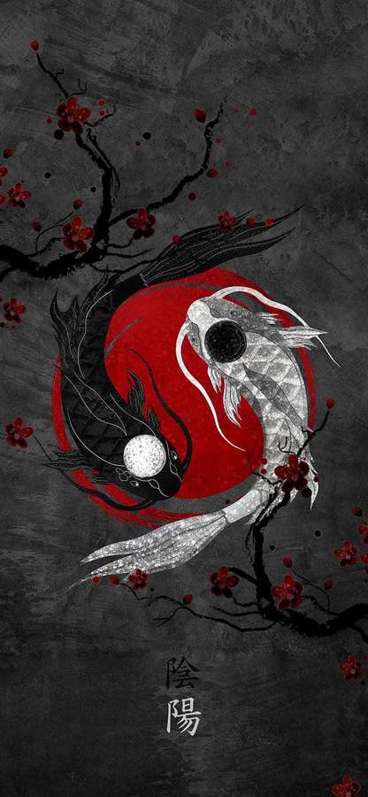 Dos peces koi en pose yin yang con cerezos y caracteres chinos sobre fondo gris oscuro. — Pez gato Fondos de pantalla