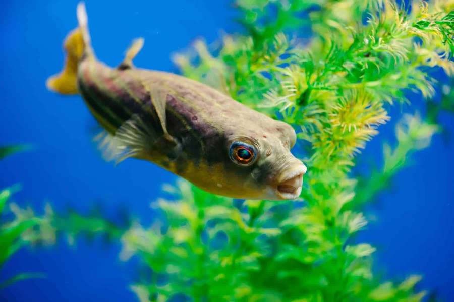 Un pez globo nada cerca de plantas verdes en un acuario azul. — Pez Globo Fondos de pantalla