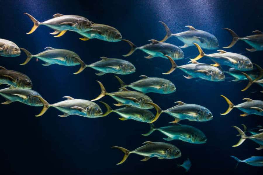 Banco de peces plateados con colas amarillas nadando en agua azul profunda. — Pez Jack Fondos de pantalla