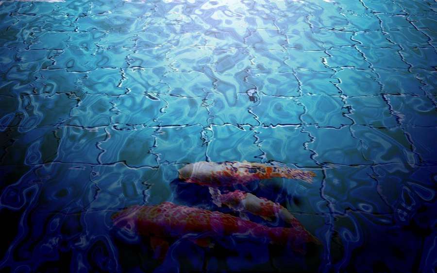 Dos peces koi nadando en aguas azules claras con reflejos de luz. — Pez Koi Fondos de pantalla