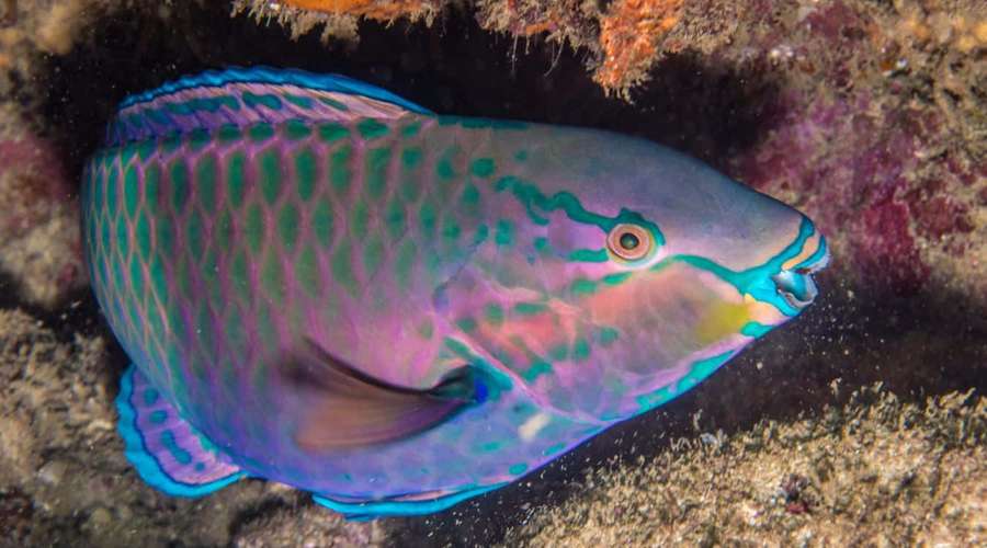 Pez loro colorido nadando cerca del arrecife de coral bajo el agua — Pez loro Fondos de pantalla