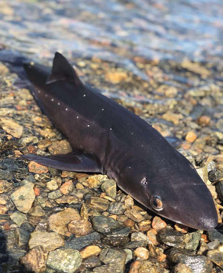 Un tiburón oscuro manchado tumbado sobre guijarros en aguas poco profundas. — Pez perro Fondos de pantalla