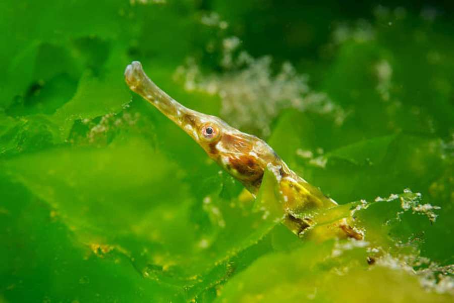 Un pez pipa se mezcla con algas verdes bajo el agua. — Pez pipa Fondos de pantalla