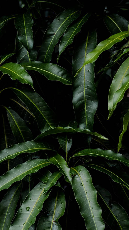 Pflanzen Iphone Hintergrundbilder
